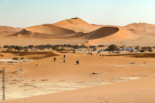 camels in the desert