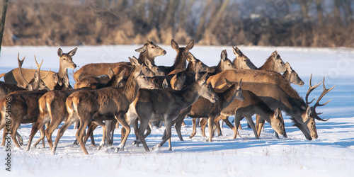 Chmara jeleni szlachetnych na zimowym polu  © Michał Kurzątkowski