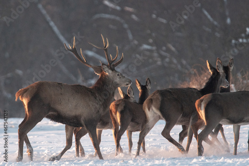 Chmara jeleni szlachetnych na zimowym polu 