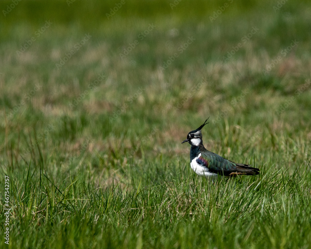 Dzika natura w Polsce, dzikie zwierzęta w naturalnym pejzażu