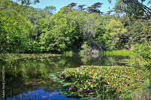 Summer landscape - forest mountain lake in a coniferous forest. Taiga  forest  pond.