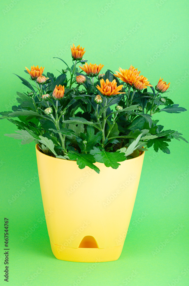 Blooming chrysanthemum in yellow pot on green background