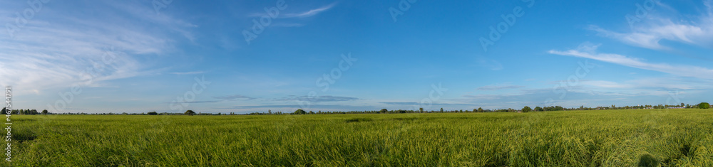 Green rice fields amidst nature