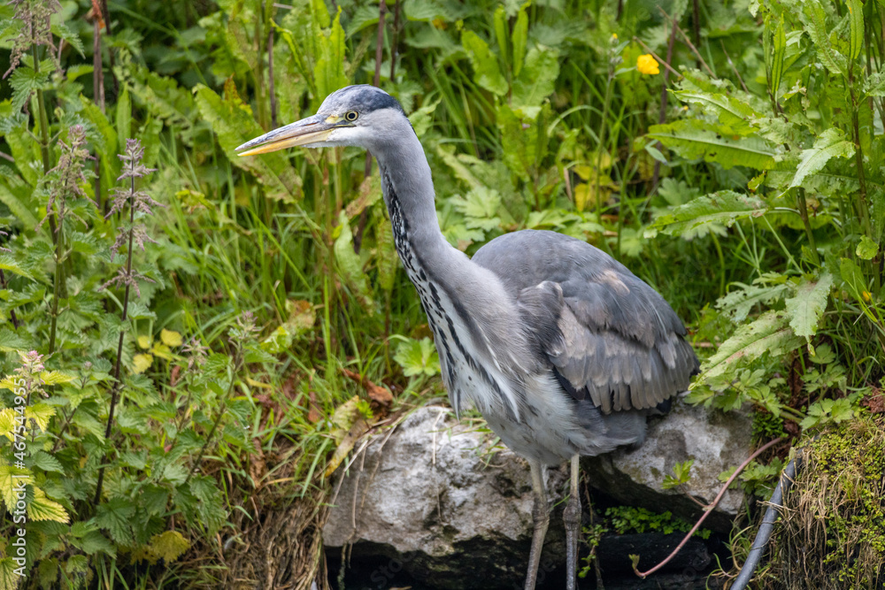 Fototapeta premium Birds by the river Lee, Ireland