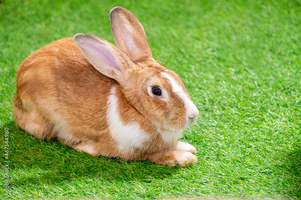 yellow and white rabbit on green artificial grass in the midst of bright lights at a wildlife show yellow and white rabbit on green artificial grass in the midst of bright lights at a wildlife show