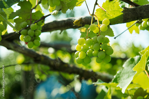 Wallpaper Mural green grapes leaves nature summer organic natural product Torontodigital.ca