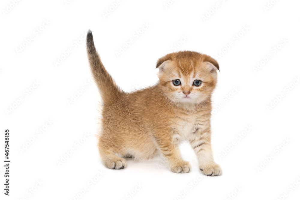 Obraz premium Small Scottish fold kitten