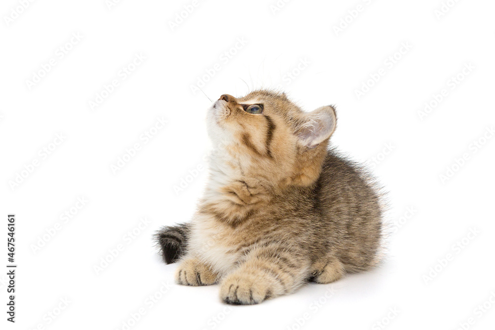 Obraz premium Small striped kitten looks up