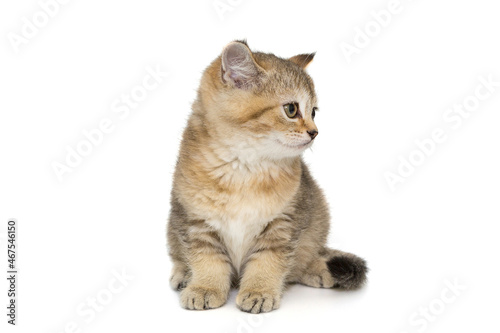 Small kitten sits with its head turned in profile