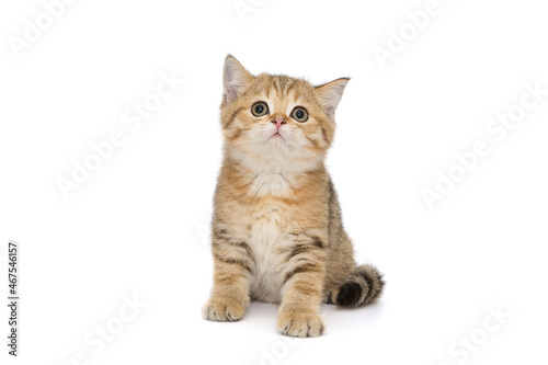 Foto Small striped kitten looks into the camera