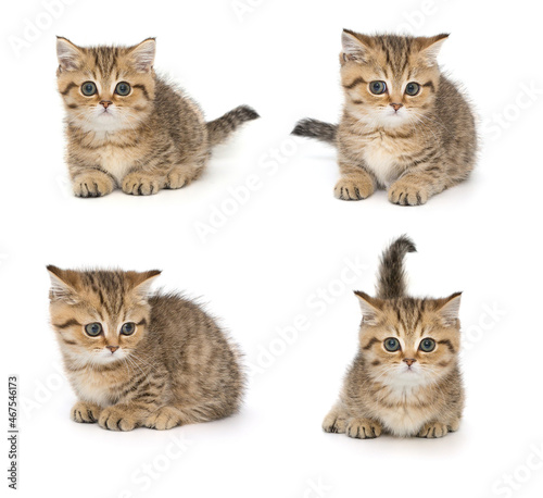 Small scottishfold kitten © Okssi