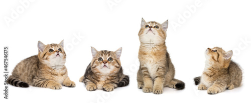 Four little kittens are looking up photo