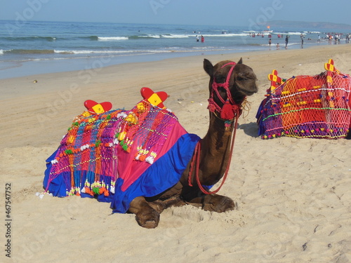 camel on the beach