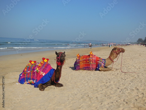 camel on the beach