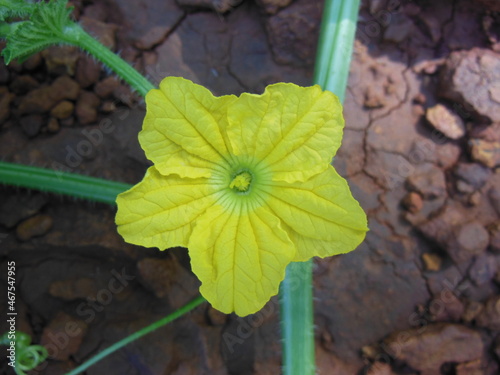 Bitter Gourd Flower
