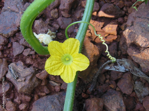 Bitter Gourd Flower