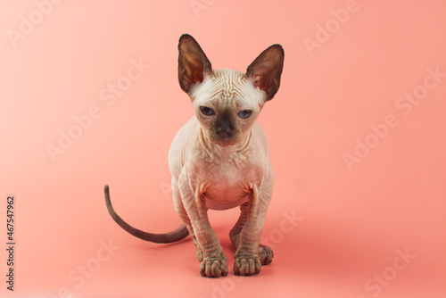 Blue eyed Hairless Canadian Sphynx Cat/kitten portrait on isolated pink background