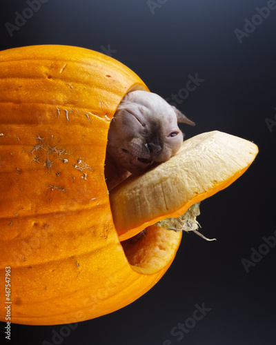 Blue eyed Hairless Canadian Sphynx Cat/kitten portrait jumping out of halloween pumpkin on isolated black background