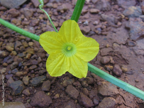 Bitter Gourd Flower