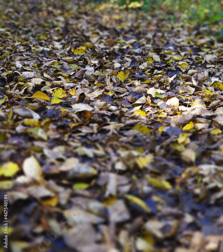 Leaves on the ground. Tilt Shift. Yellow and brown leaf