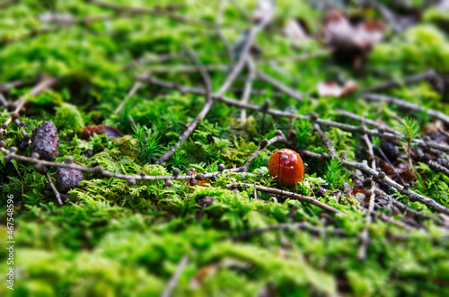 Small mushrooms on a mossy forest ground. Miniature Effect. Tilt shift. Sticks on moss.