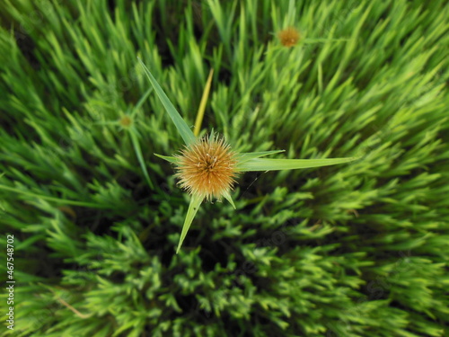 dandelion in the grass