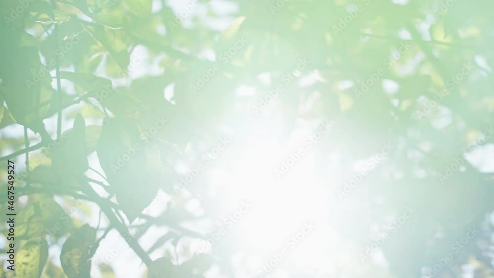 apple tree apple orchard in the light of the sun apple tree apple orchard in the light of the sun