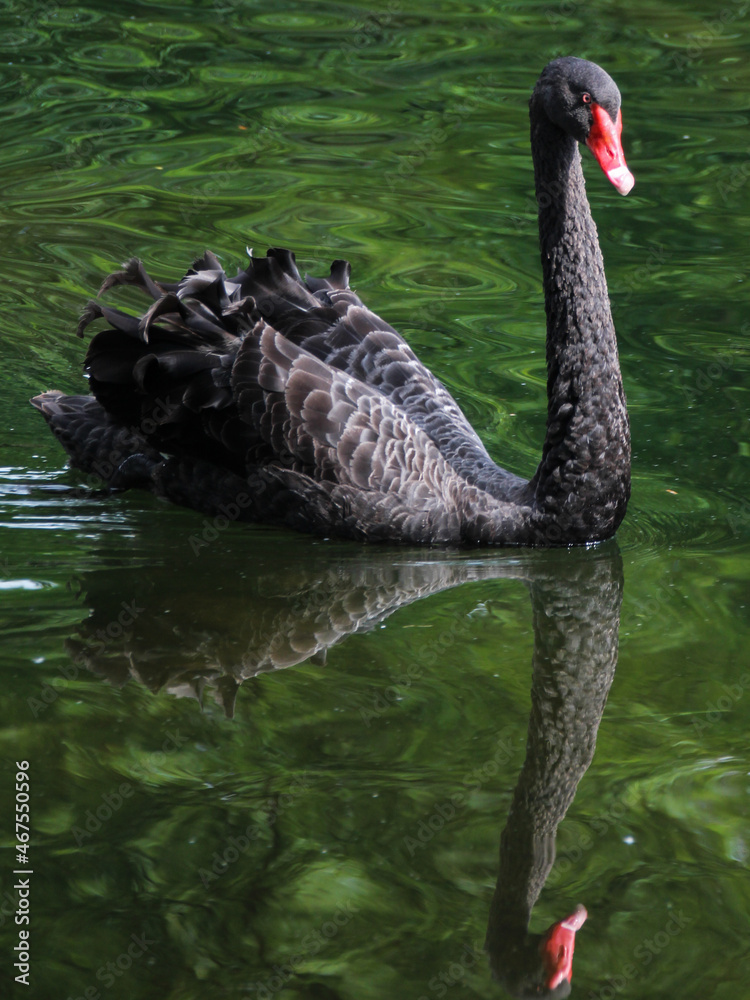 Fototapeta premium Cygne noir
