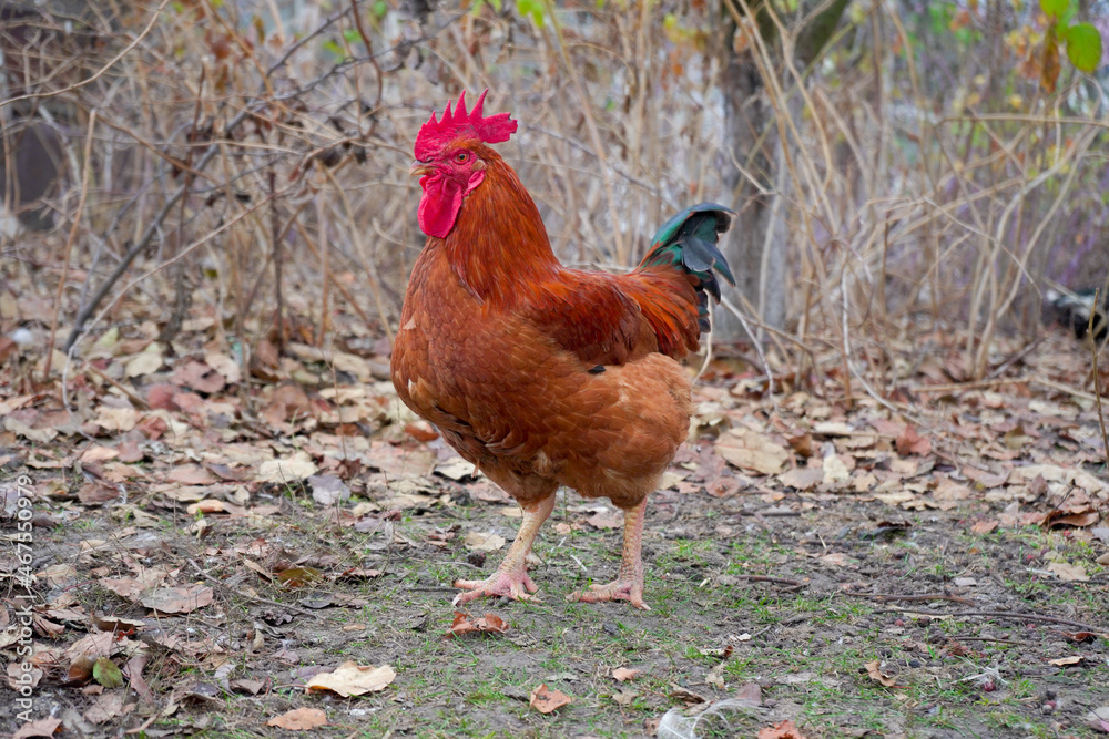 Fototapeta premium One beautiful young bright red rooster walks in the garden on the farm.