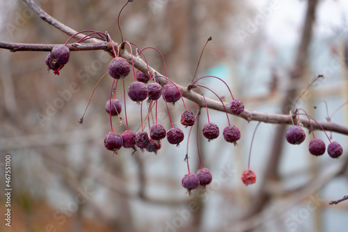 Decorative purple small apples grow in autumn on a fruit tree