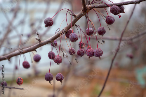 Small purple apples hang, grow on a decorative apple tree of Nedzvedsky in autumn.