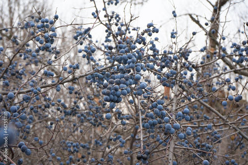 Blue thorn berries grow on the shrub in autumn.