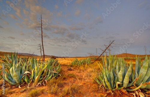 Canvas Print AGAVE CACTUS growing in the Karoo, Eastern Cape, South Africa