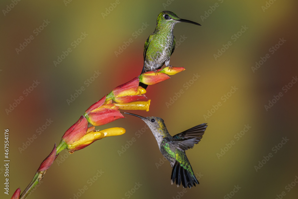 Fototapeta premium Green-crowned Brilliant hummingbird sitting on flower together with a Crowned Woodnymph feeding on a tropical flower