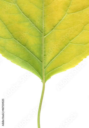 Foto macro texture of green leaf turning yellow on white background
