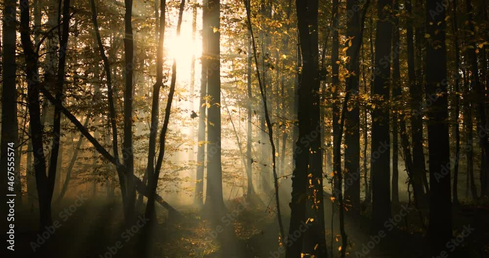 Autumn blurred deciduous forest at dawn. Mystical atmosphere. Autumn blurred deciduous forest at dawn. Mystical atmosphere.