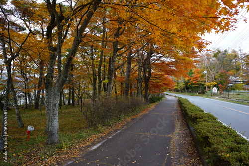 紅葉に染まる道