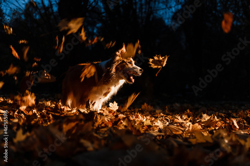 Border collie dog in autumn leaves at night