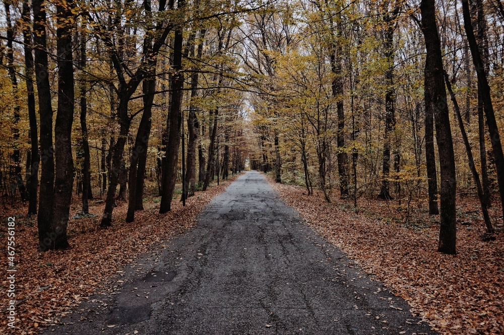Obraz premium path in autumn forest