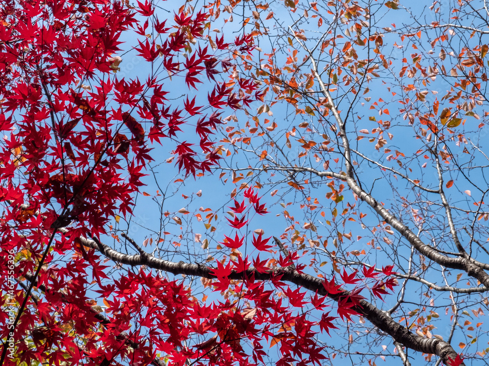 紅葉の「びわこ文化ゾーン」を散策