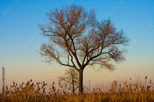 Wallpaper Mural Lonely tree in the rays of the setting sun  Torontodigital.ca