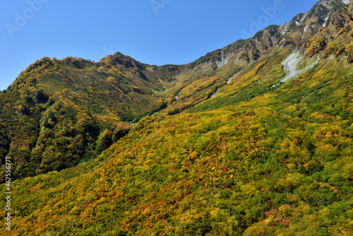 錦秋の立山黒部アルペンルート（タンボ平（黒部平＆大観峰）の絶景紅葉）