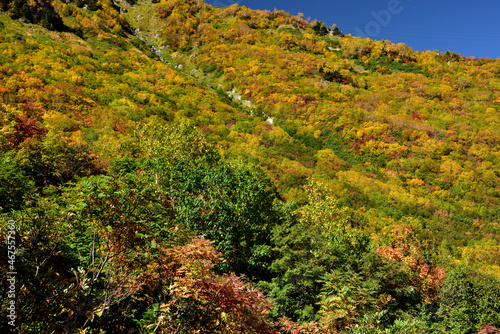 錦秋の立山黒部アルペンルート（タンボ平（黒部平＆大観峰）の絶景紅葉）