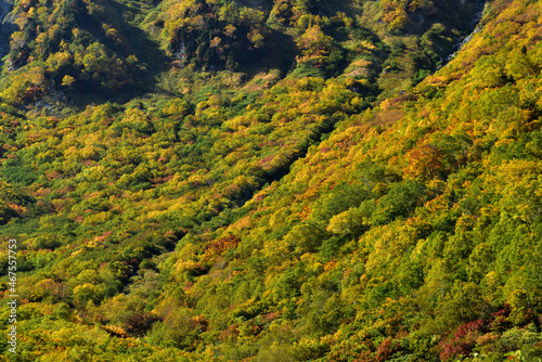 錦秋の立山黒部アルペンルート（タンボ平（黒部平＆大観峰）の絶景紅葉）