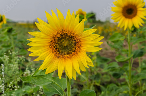 Sunflower