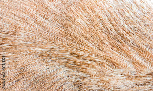 Close up of fur texture