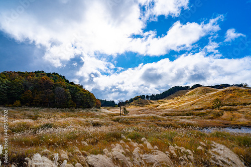 砥峰高原のススキ © tomo