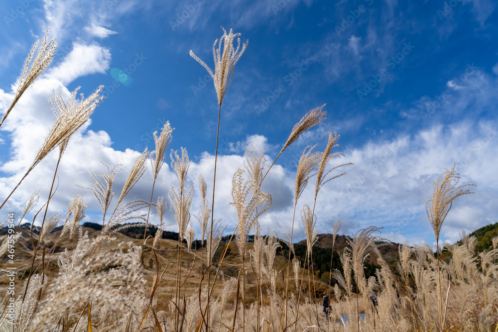 Obraz premium 砥峰高原のススキ