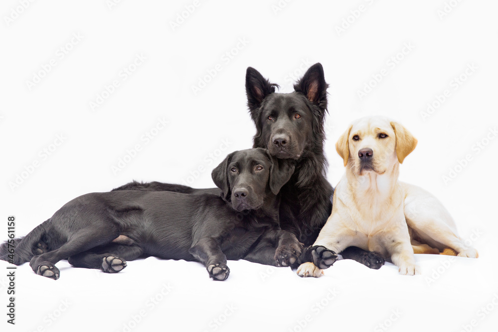 Obraz premium Maatjes