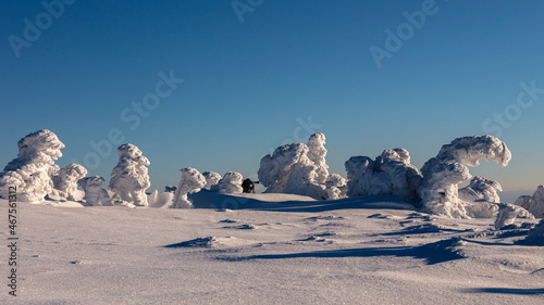 Snowy statues from trees covered with snow in the mountains. photo